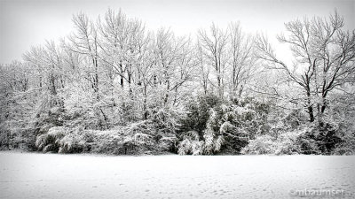 Polansky Park Edison NJ In The Snow 37309