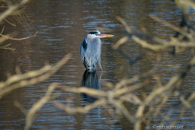 Great Blue Heron At Oak Tree Pond