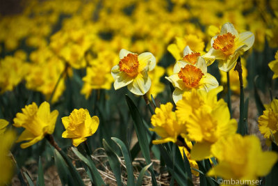 Daffodil Field