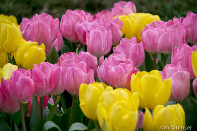 Spring Flowers