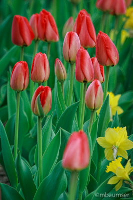 Tulips and Daffodils