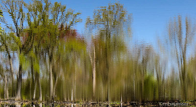 Oak Tree Park Water View