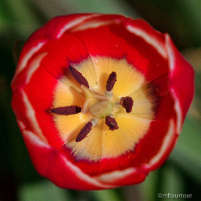 Tulip