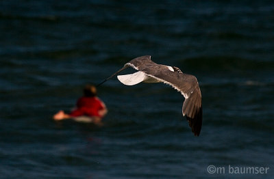Gull and surfer