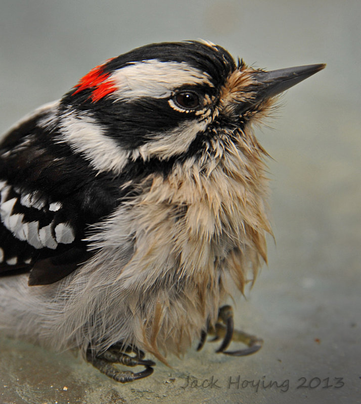 woodpeckers