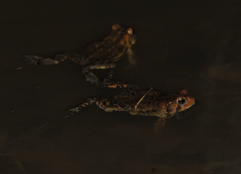Toads 2013