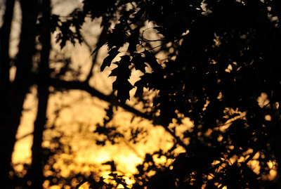 Sunset through the Oak Leaves