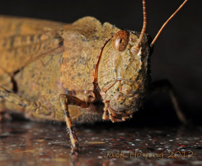Grasshopper Up Close