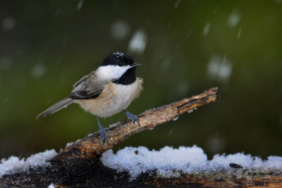 Chickadee in the Snow, thanks to Hurricane Sandy