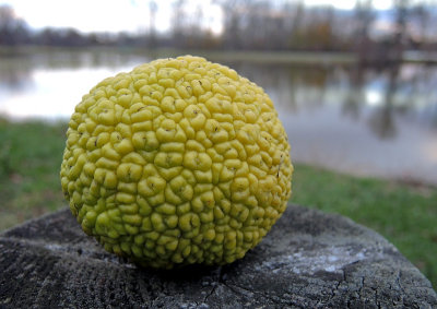 Hedge Apple (Maclura Pomifera)