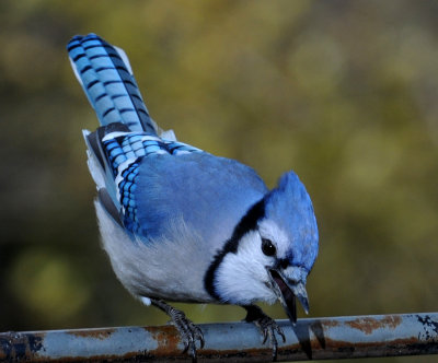 Blue Jay at the feeder