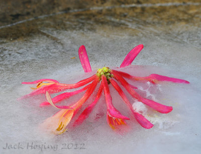Bloom in the Frozen Bird Bath