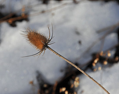 Thistle Pod & Snow