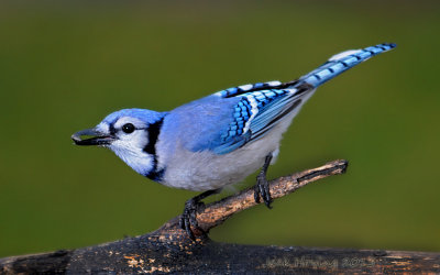 Blue Jay with Sunflower Seed