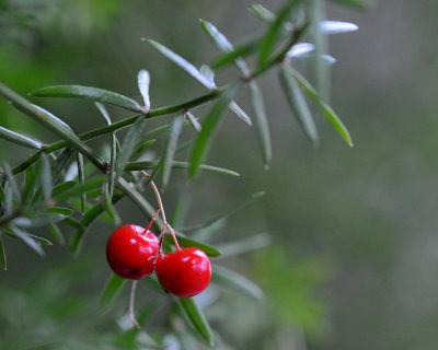 Fern Berries (indoor plant)