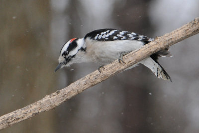 Downy Woodpecker