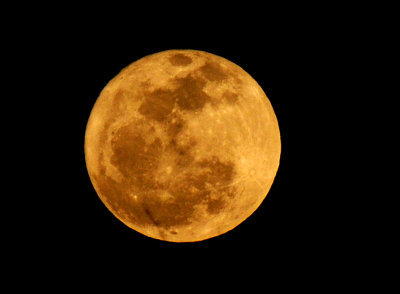 Full Moon clearing the treetops