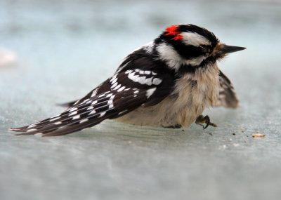 Downy Woodpecker shortly after a colision with a window