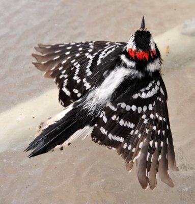 Downy Woodpecker shortly after a colision with a window