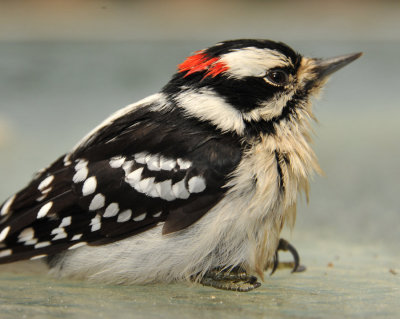 Downy Woodpecker shortly after a colision with a window