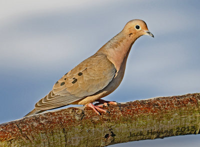 Morning Dove