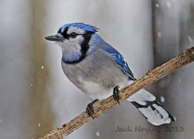 Blue Jay in the Snow