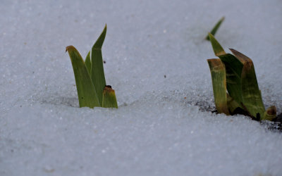 Iris's peaking throught the snow