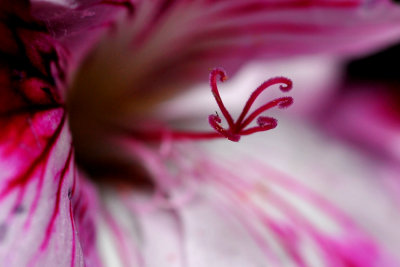 House Plant Bloom