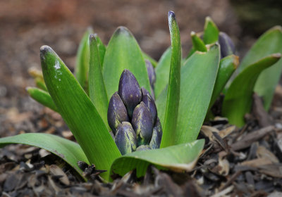 Hyacinth popping out of the ground