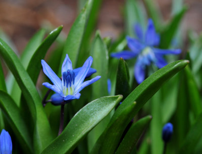 Glory-of-the-snow (Chionodoxa luciliae)