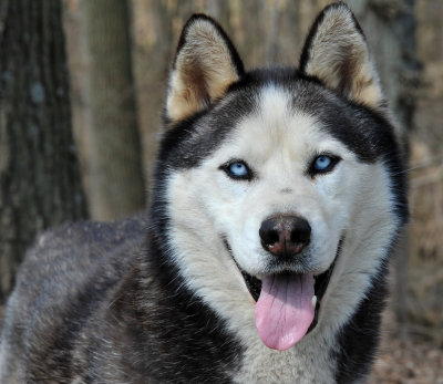 Hunter - our neighbor's dog