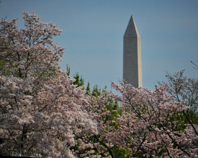 Cherry Blossoms and Washington Memorial