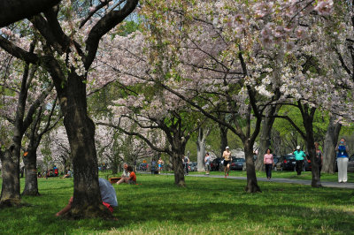 Cherry Trees in West Potomac Park