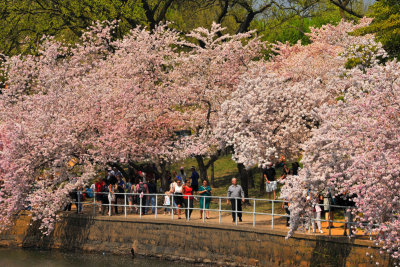 Along the Tidal Basin