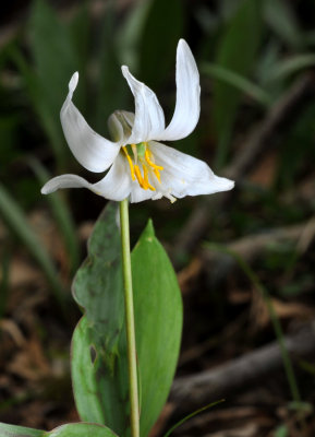 Trout Lilly