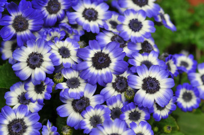 Vivid colors