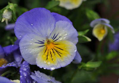 After a morning rain