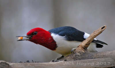 Wonder why it's named the Red Headed Woodpecker? (Melanerpes erythrocephalus )