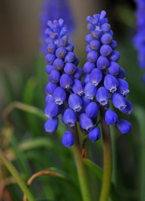 Grape Hyacinth (about 4 tall)