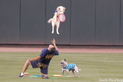 Frisbee dogs performing after the game