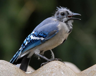 Sick Blue Jay