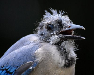 Sick Blue Jay closeup