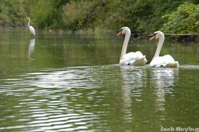 Swans and Egret