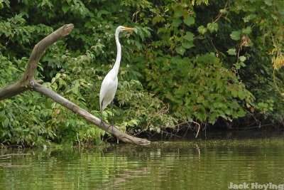 Egret on a Branch