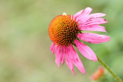 IMG_7805a.JPG