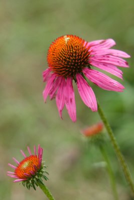 IMG_7809a.JPG