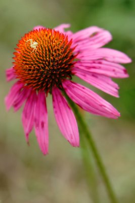 IMG_7811ag.JPG