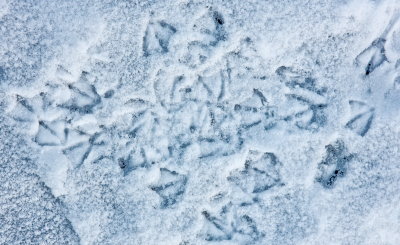 Seagull Runes predicting more snow IMG_8548.jpg