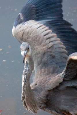 African Grey Crowned crane IMG_1710.jpg