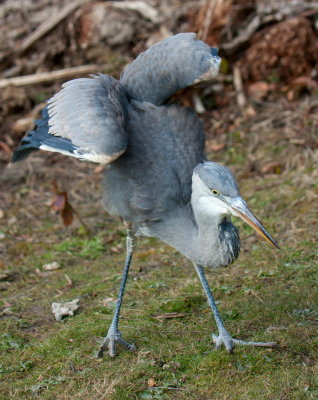 African Grey Crowned crane IMG_1714.jpg